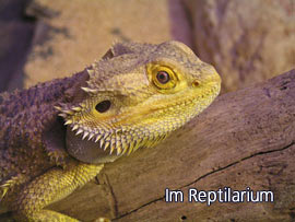 Im Reptilarium